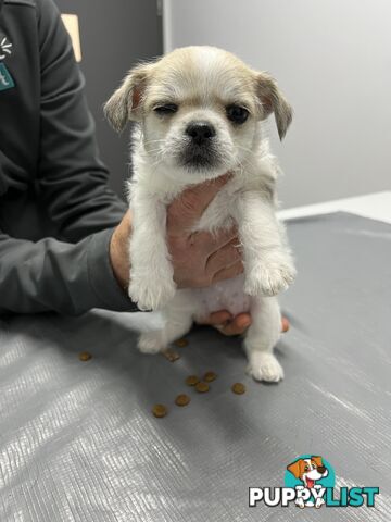 Maltese Shih Tzu