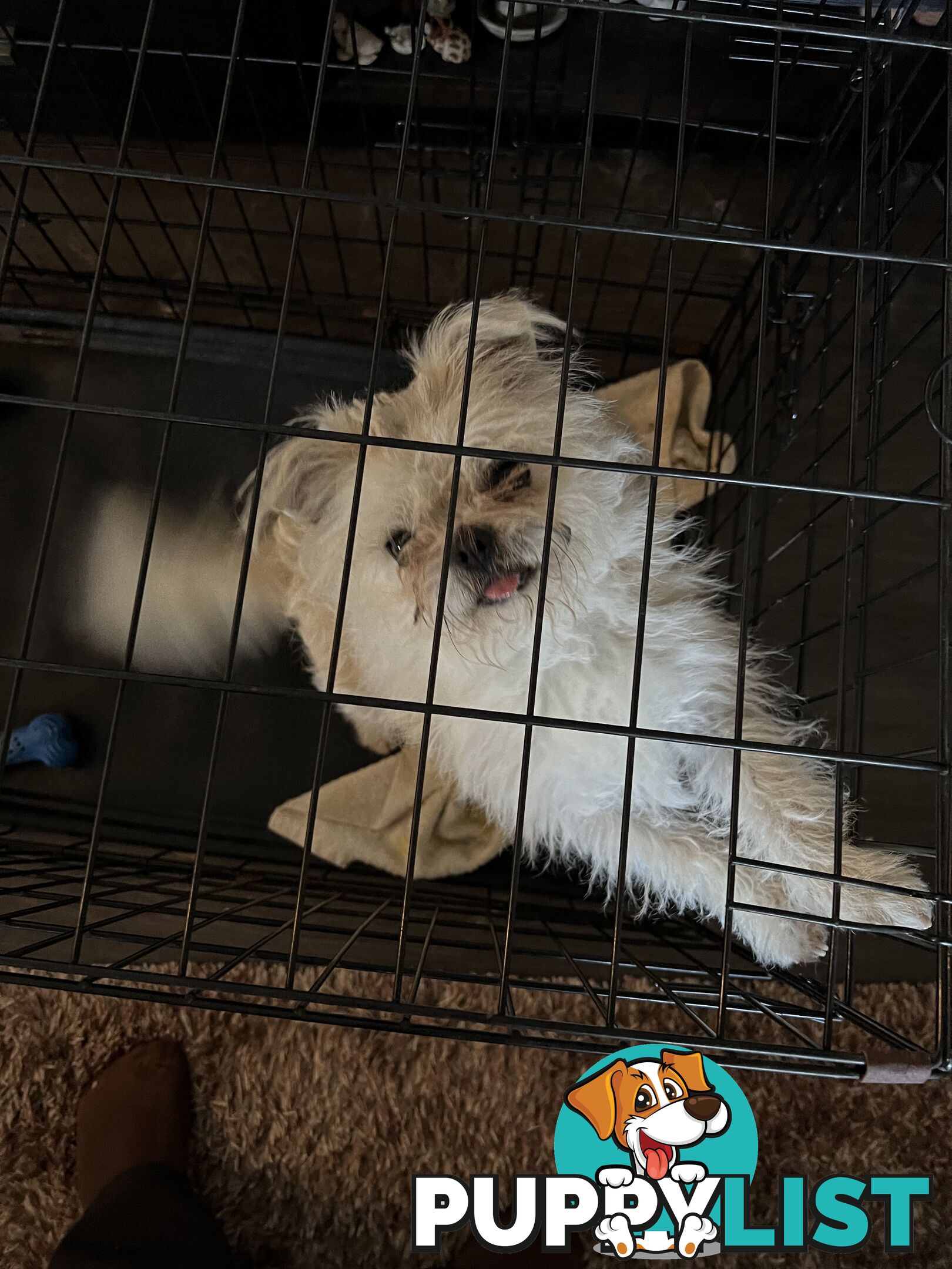 Maltese Shih Tzu