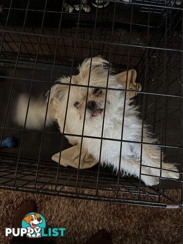 Maltese Shih Tzu