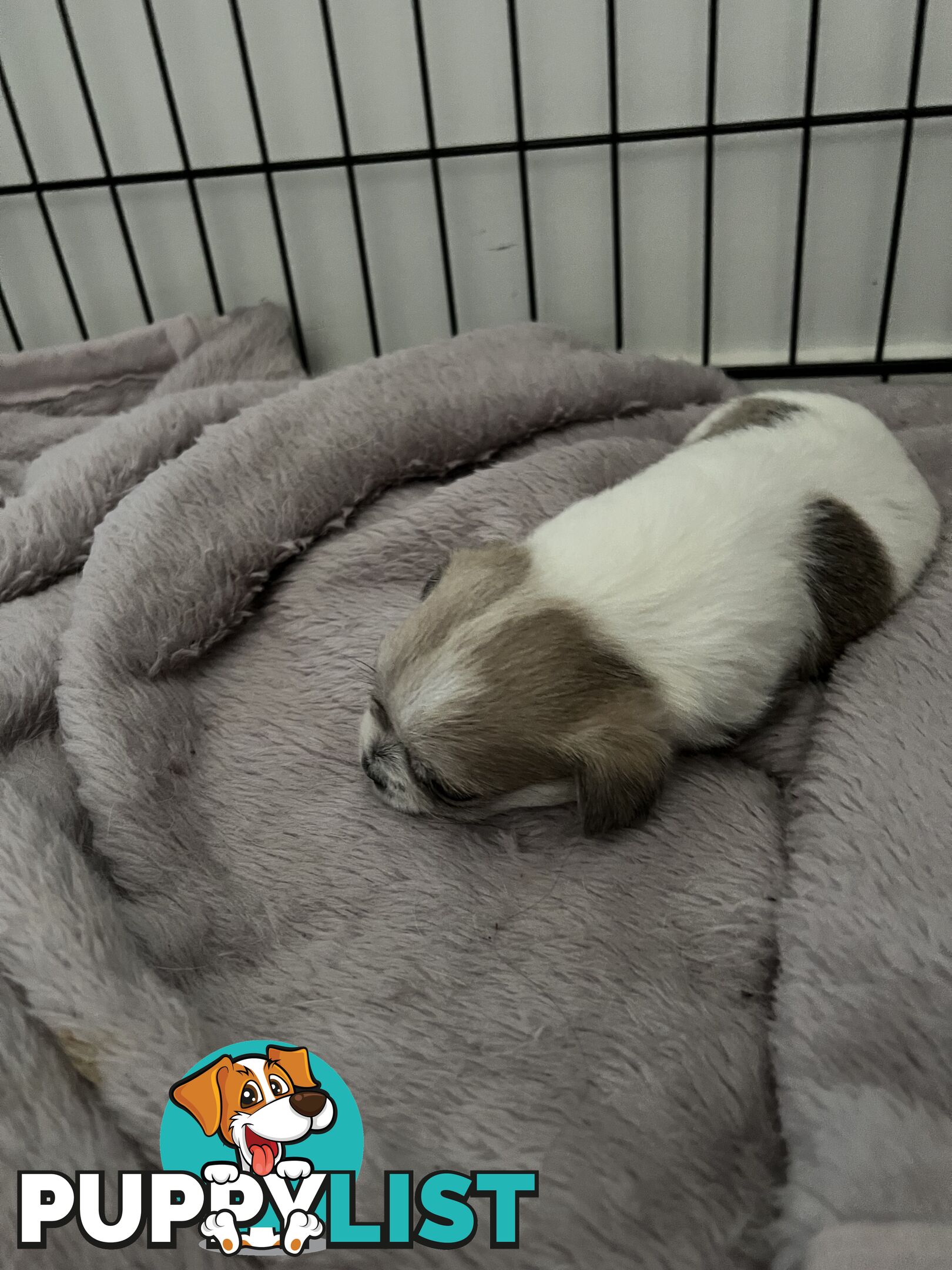 Maltese Shih Tzu