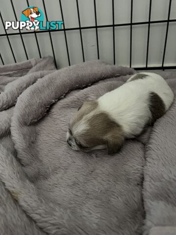Maltese Shih Tzu