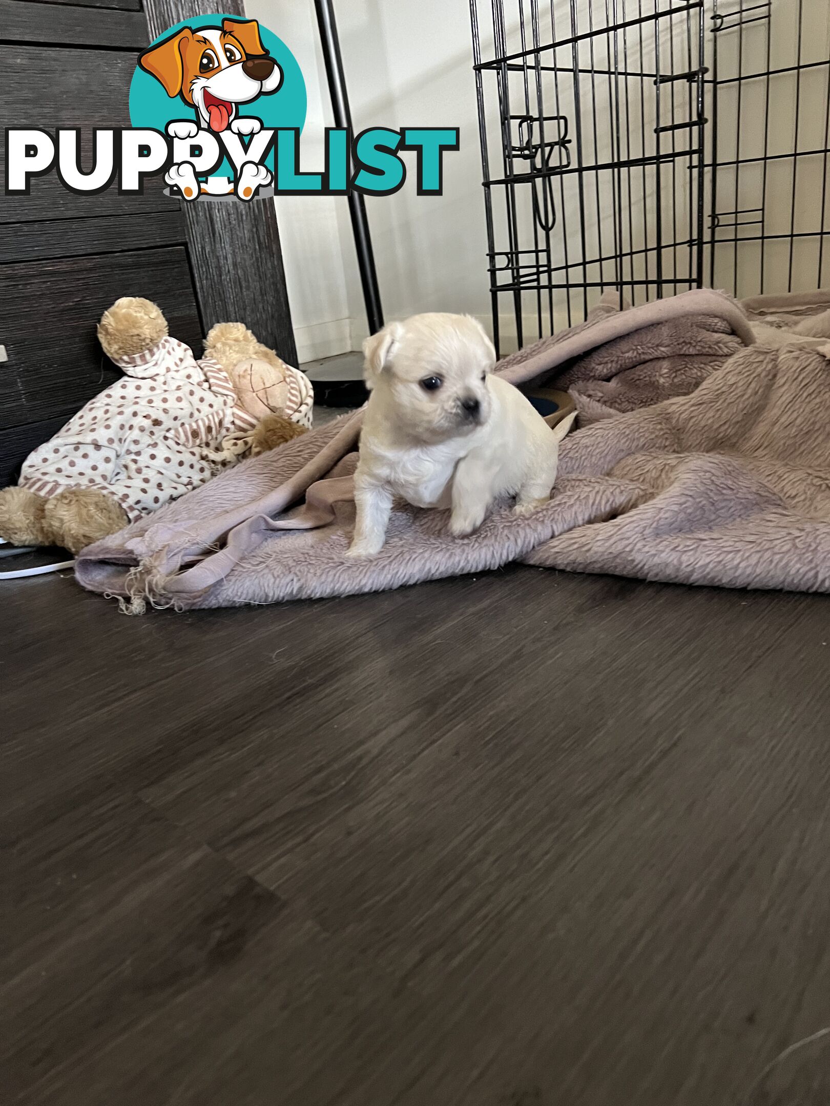 Maltese Shih Tzu