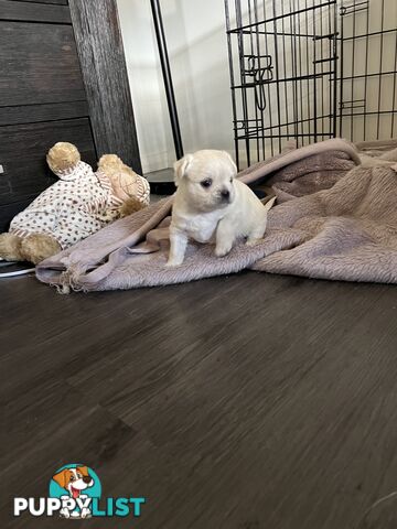 Maltese Shih Tzu