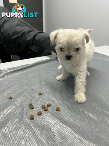 Maltese Shih Tzu