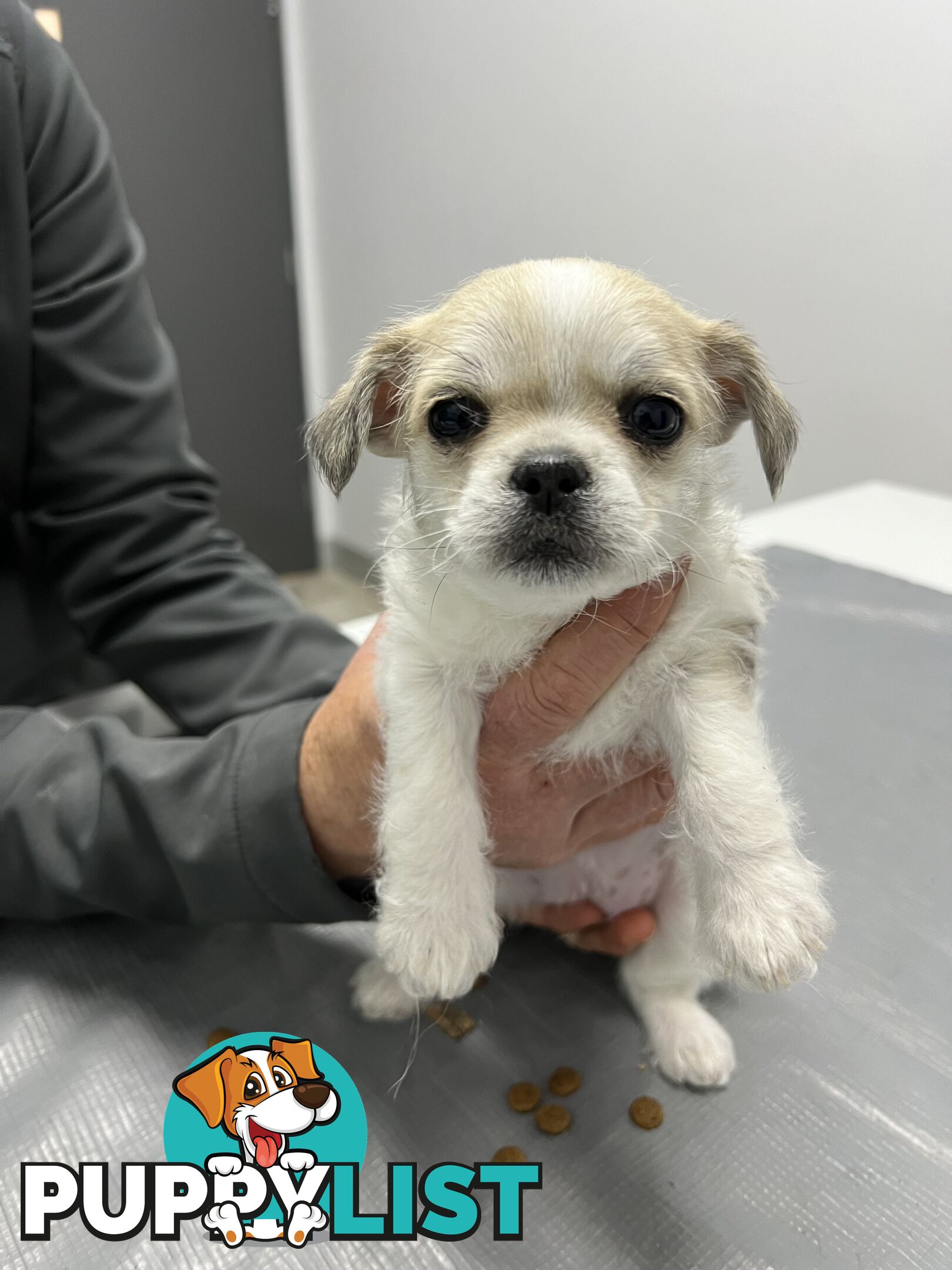 Maltese Shih Tzu