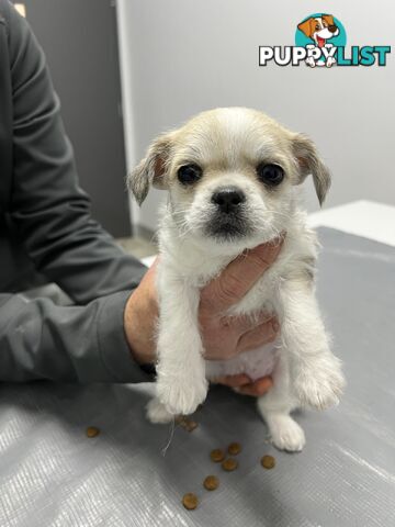 Maltese Shih Tzu