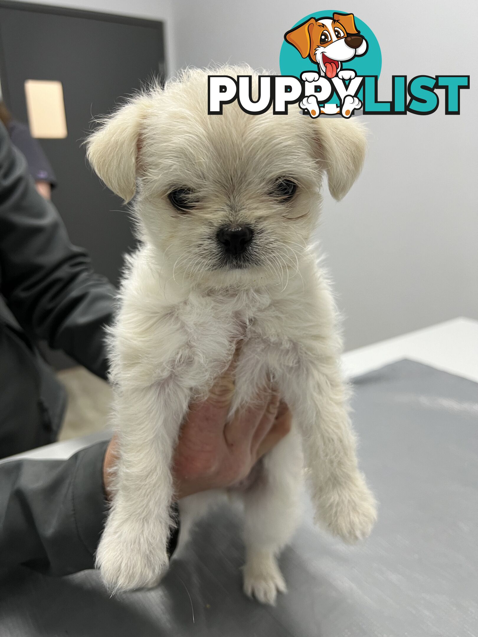 Maltese Shih Tzu