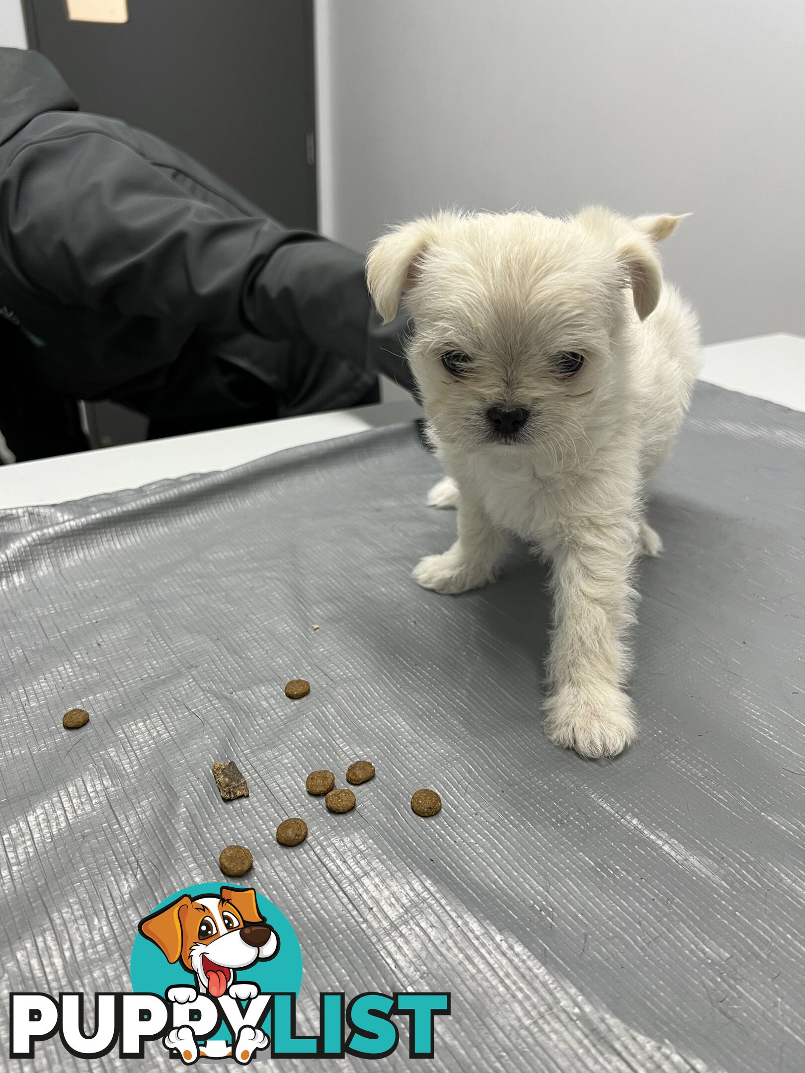 Maltese X 2 females