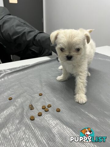 Maltese X 2 females