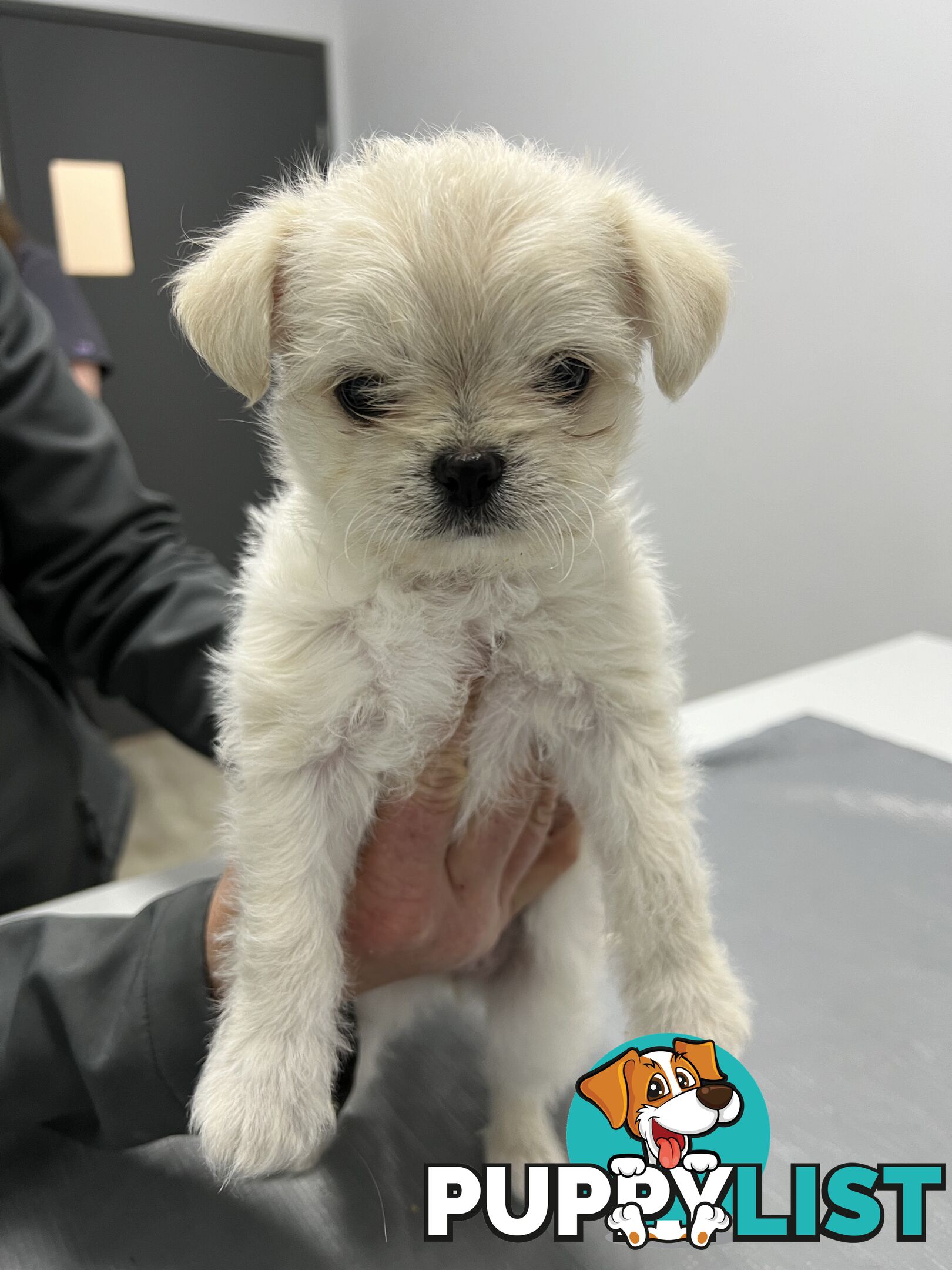 Maltese X 2 females