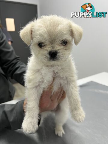 Maltese X 2 females
