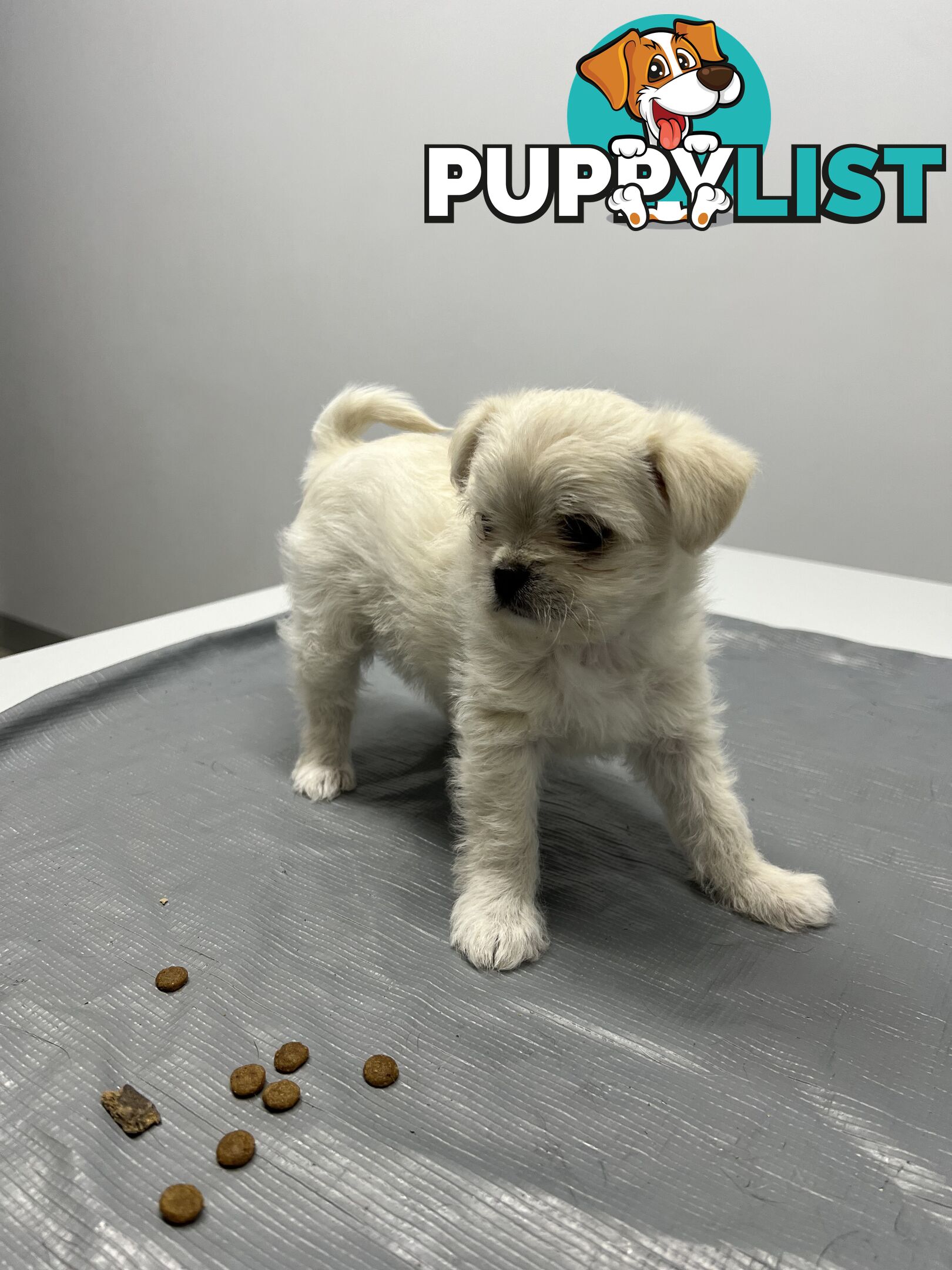 Maltese X 2 females