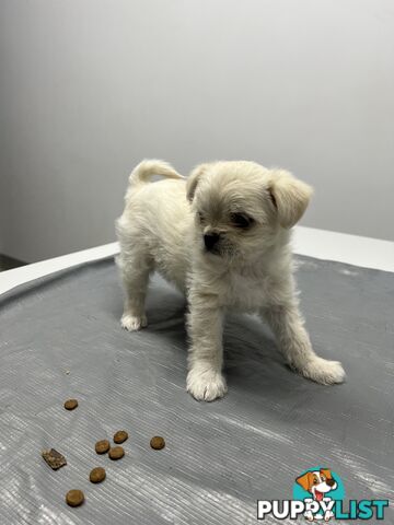 Maltese X 2 females