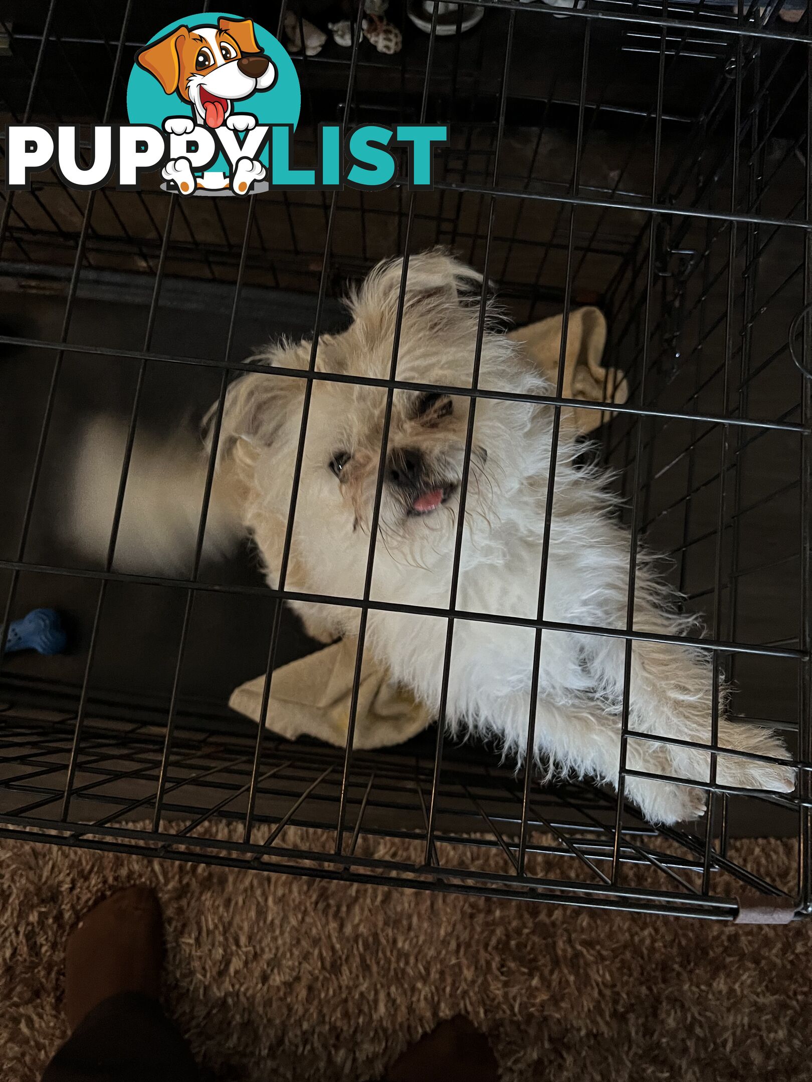 Maltese X 2 females