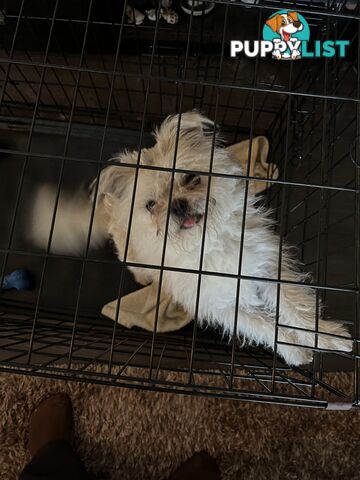 Maltese X 2 females