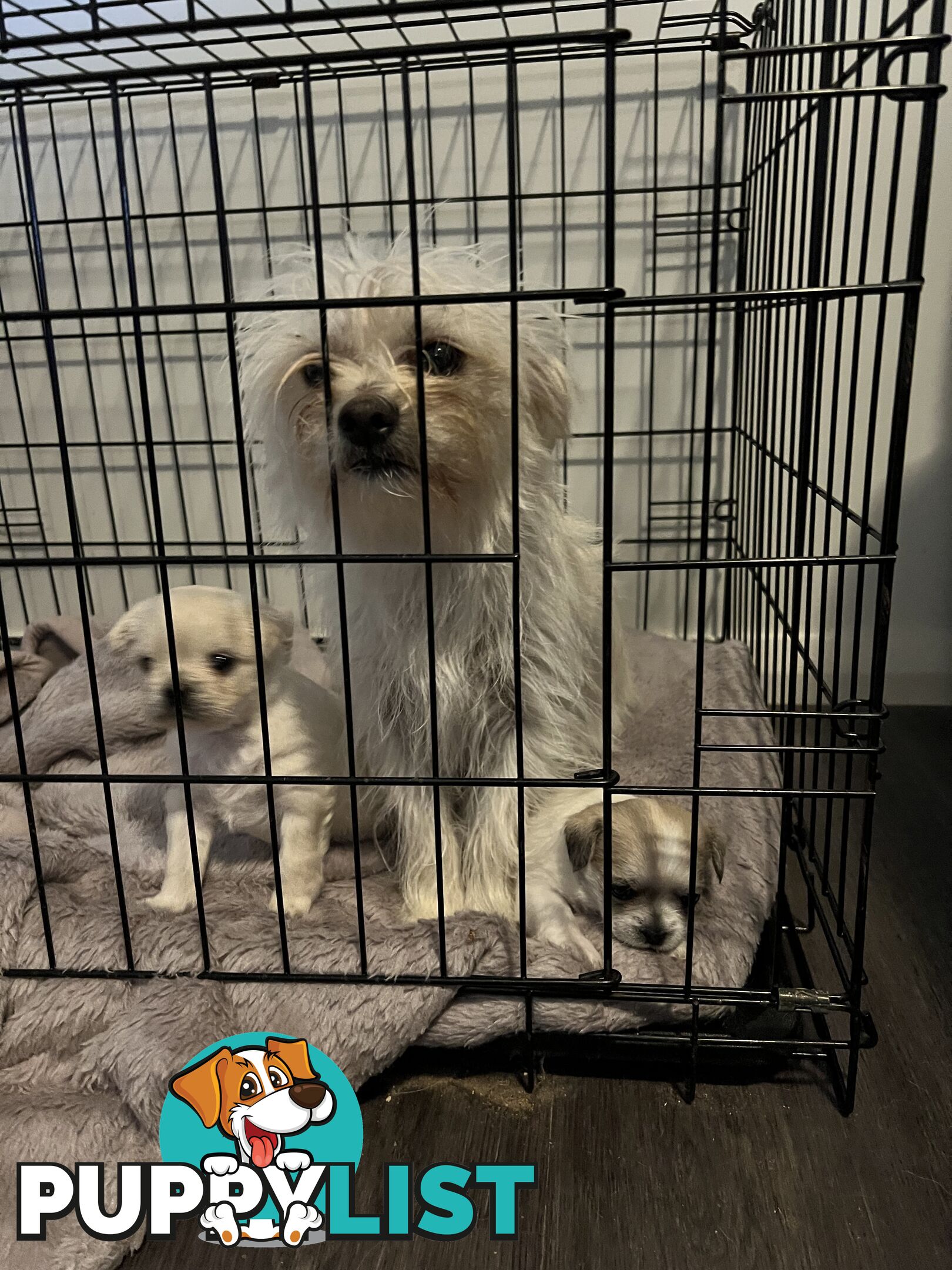 Maltese X 2 females