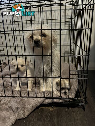 Maltese X 2 females