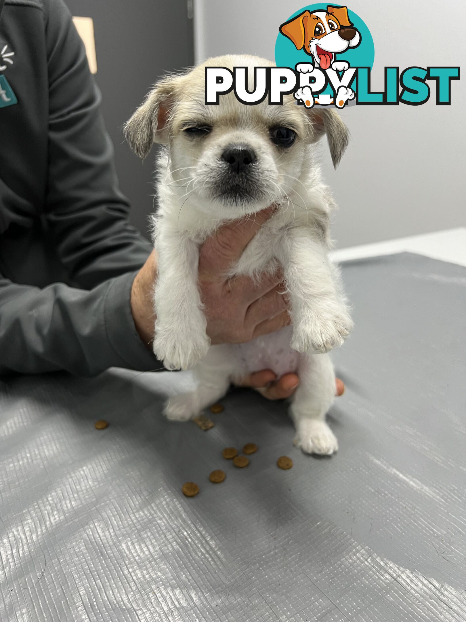 Maltese X 2 females