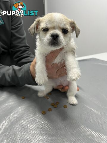 Maltese X 2 females