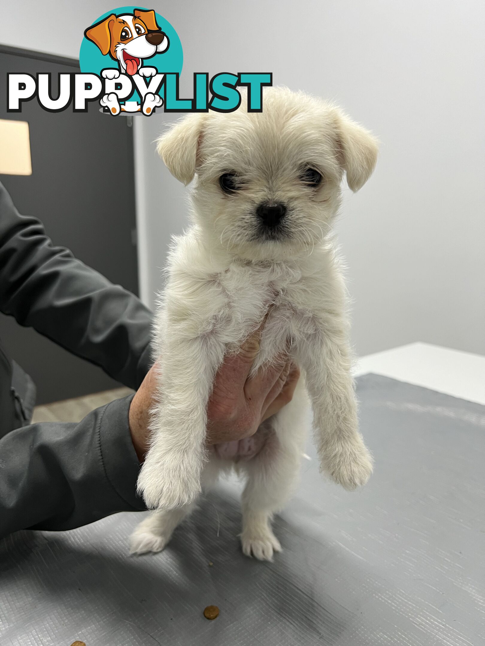 Maltese X 2 females