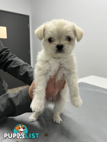 Maltese X 2 females