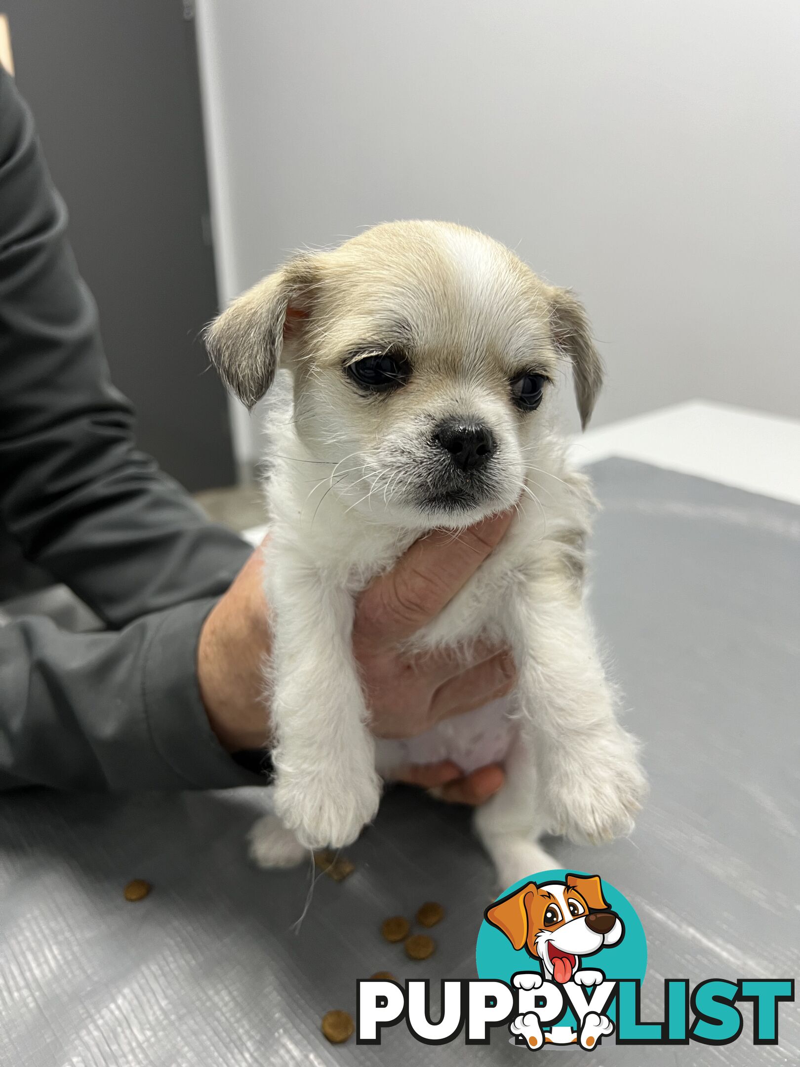 Maltese X 2 females