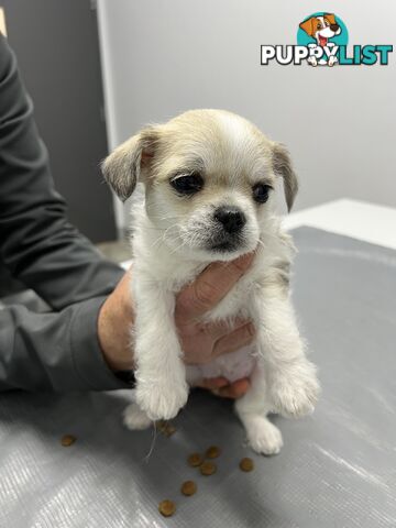 Maltese X 2 females