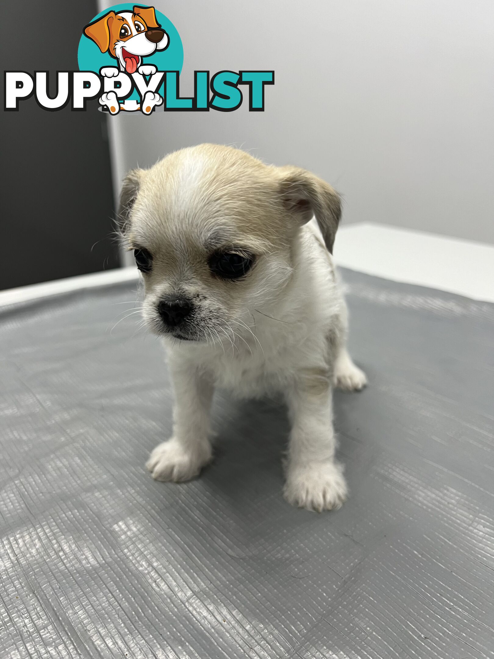 Maltese X 2 females