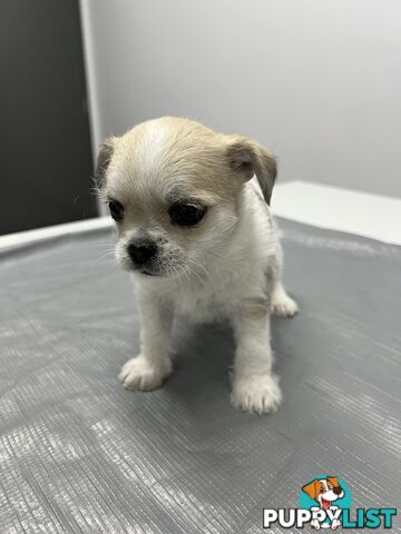 Maltese X 2 females