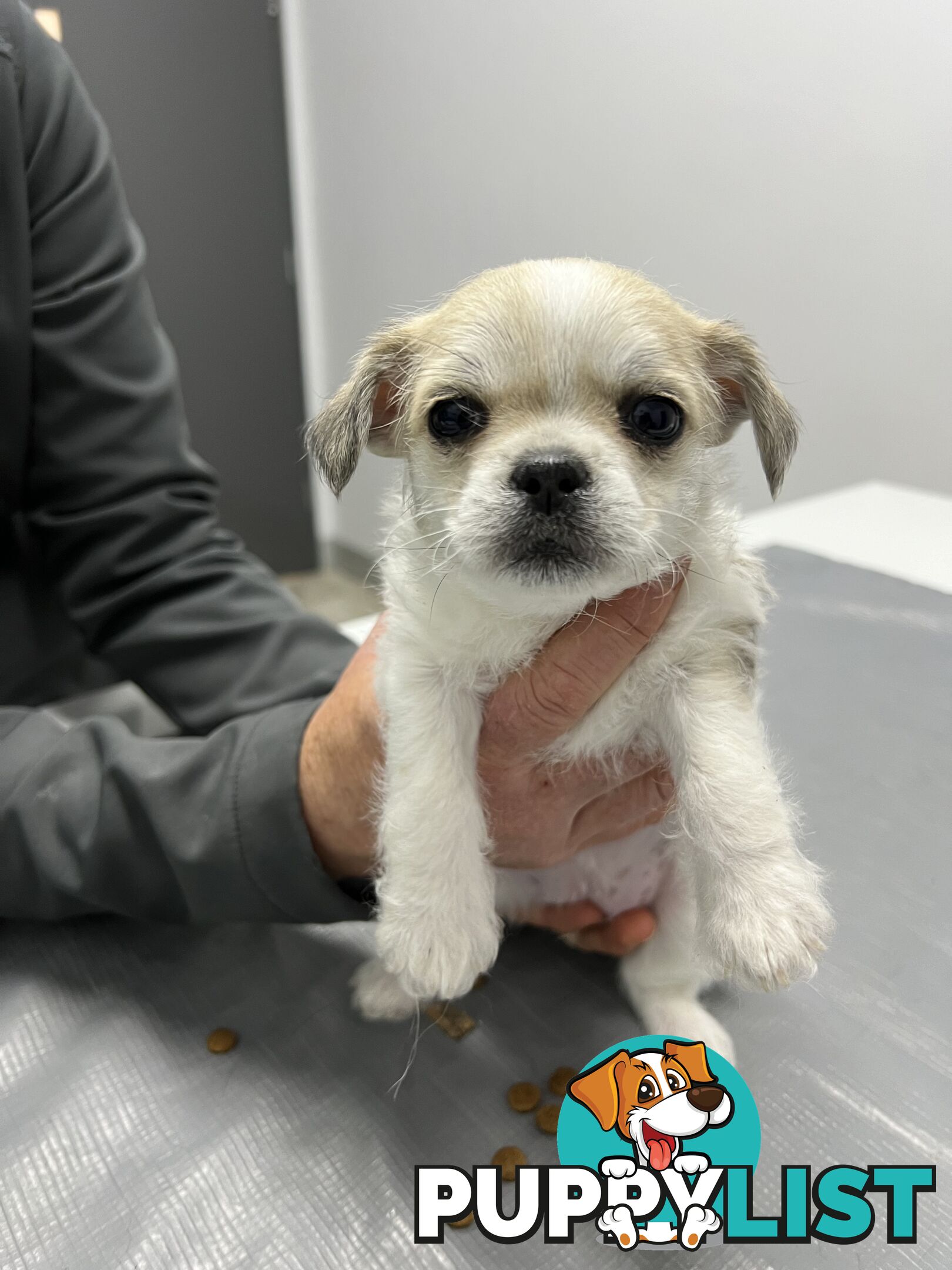 Maltese X 2 females