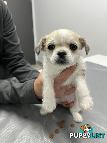 Maltese X 2 females