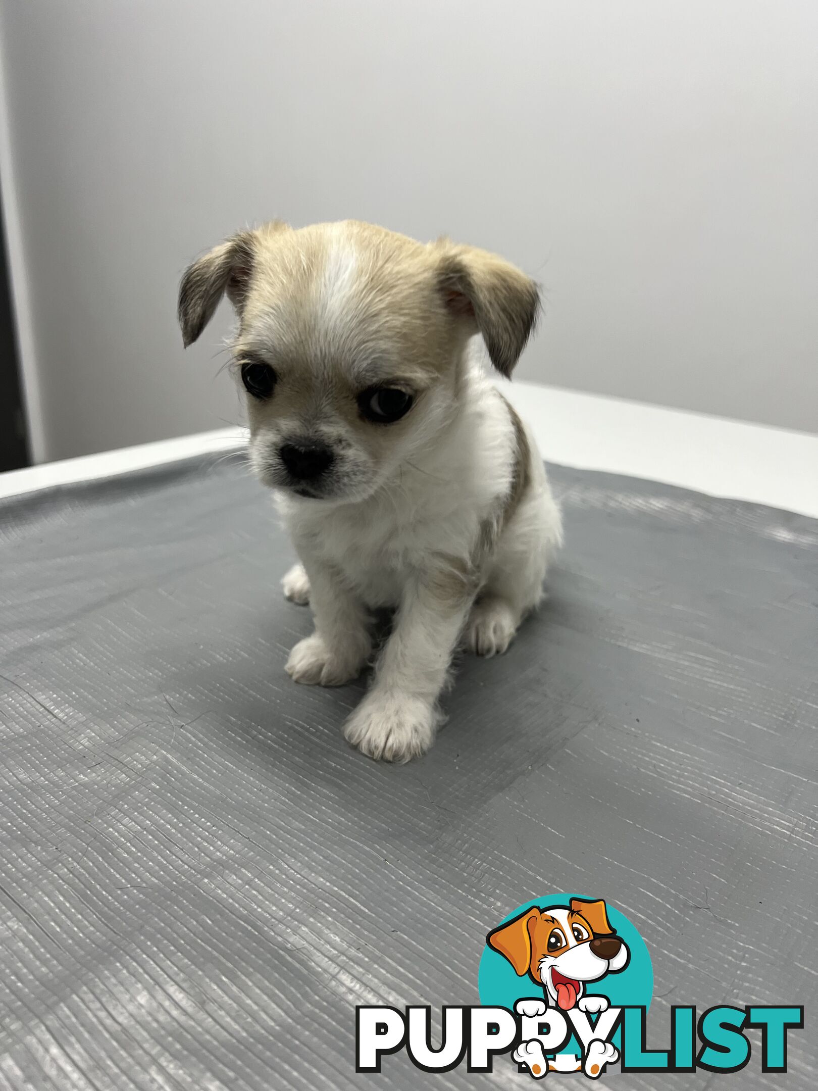 Maltese X 2 females