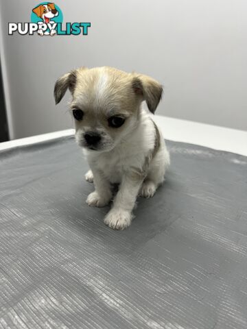 Maltese X 2 females