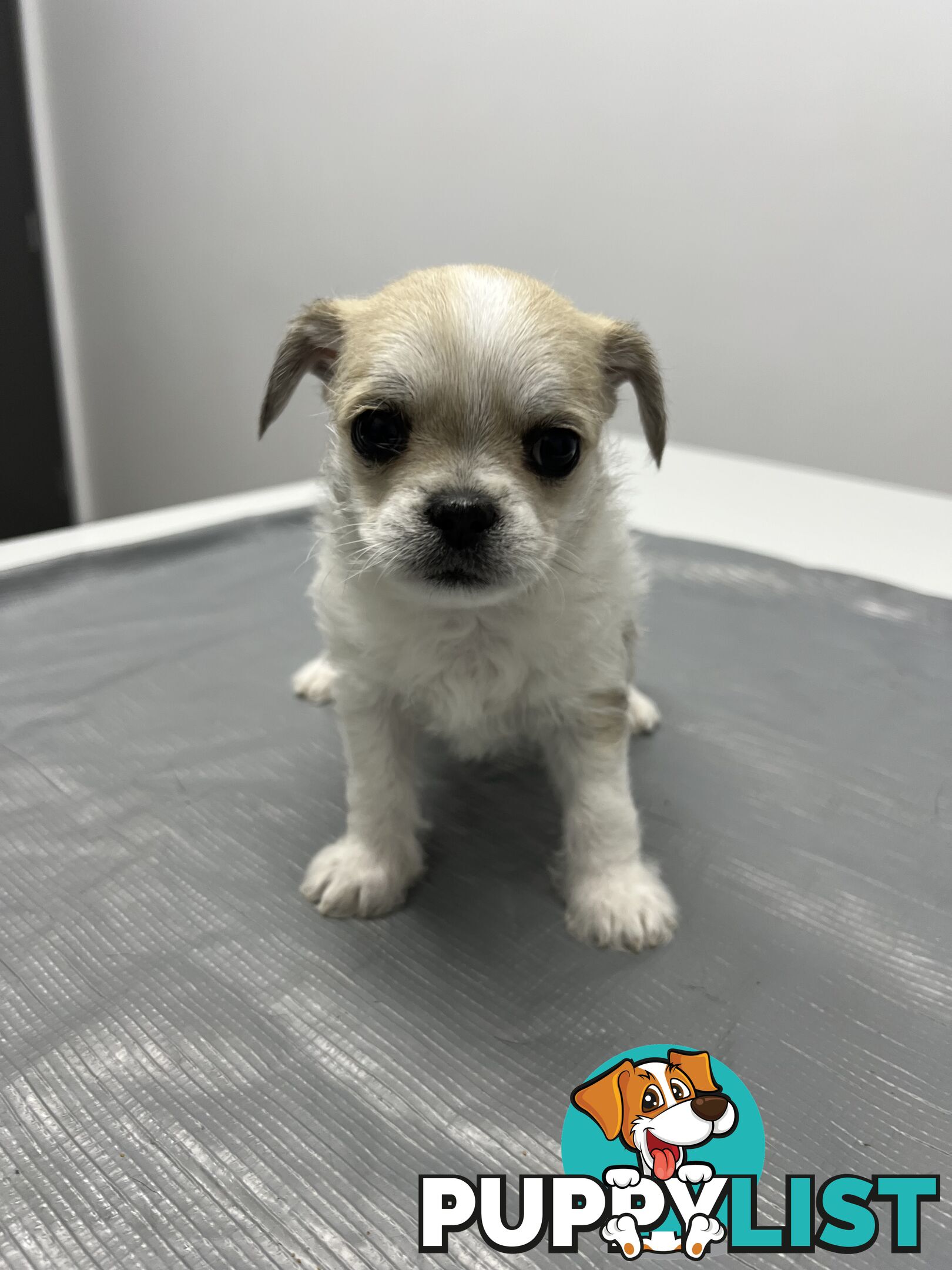 Maltese X 2 females