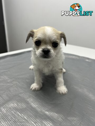 Maltese X 2 females