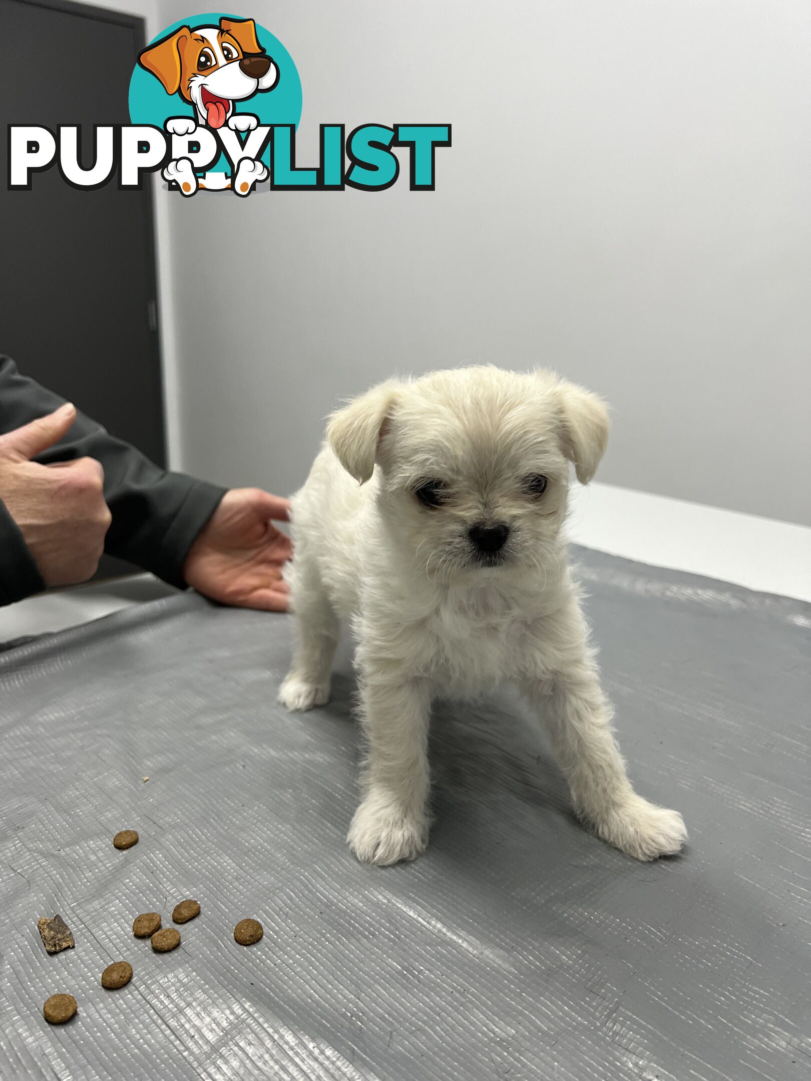 Maltese X 2 females