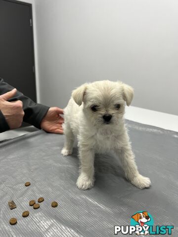 Maltese X 2 females