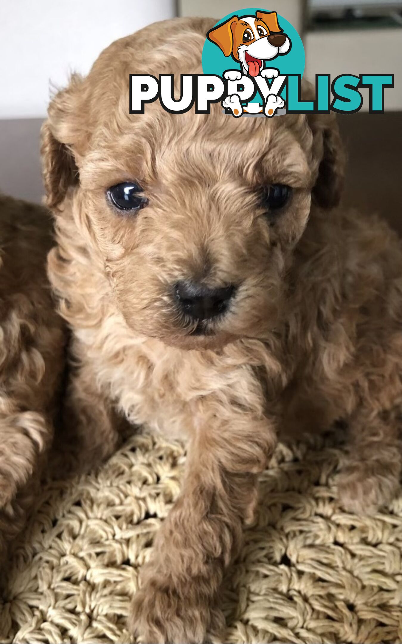 Toy Poodle Puppies