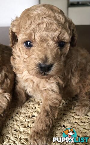 Toy Poodle Puppies