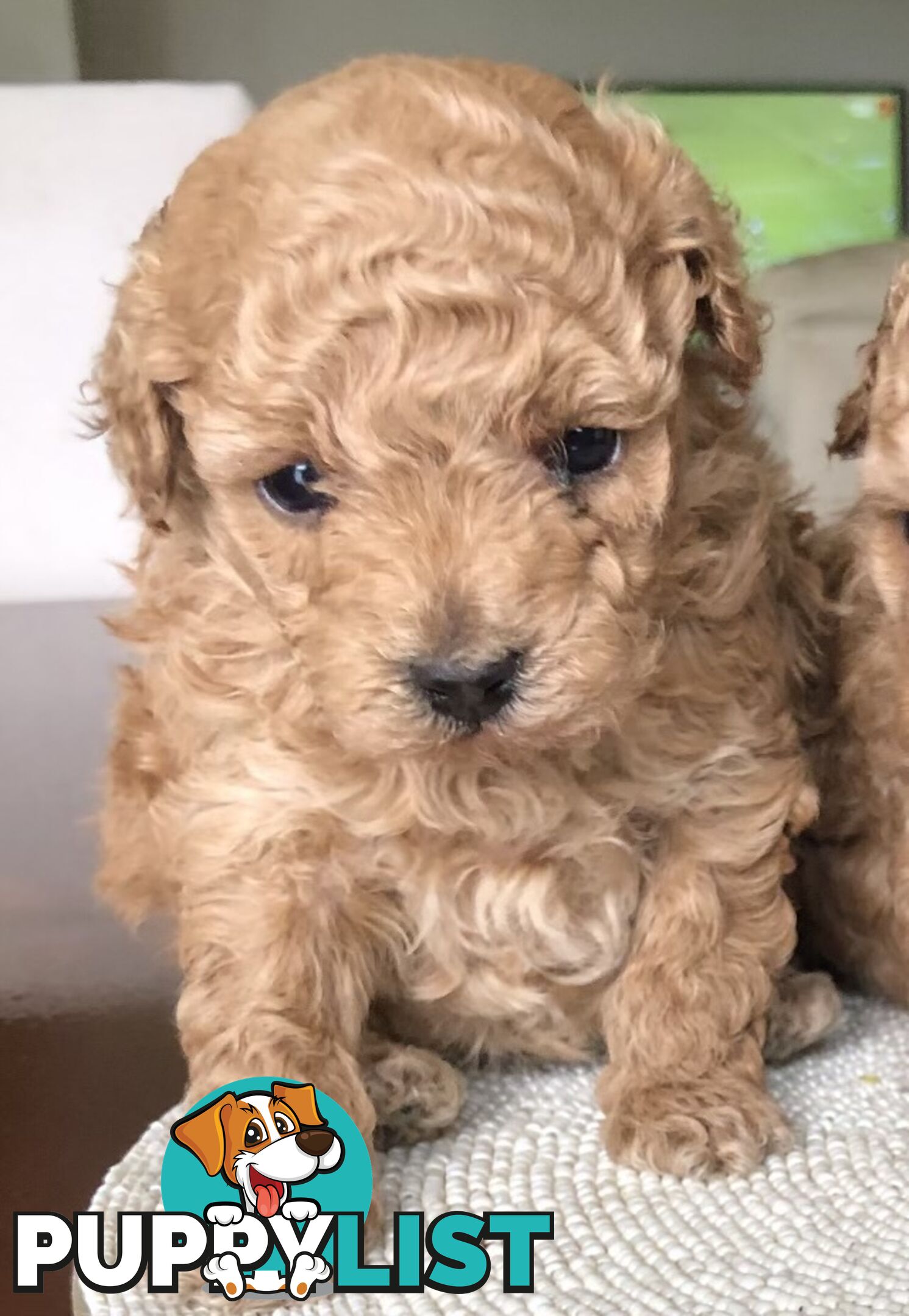 Toy Poodle Puppies