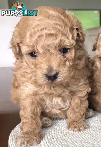 Toy Poodle Puppies