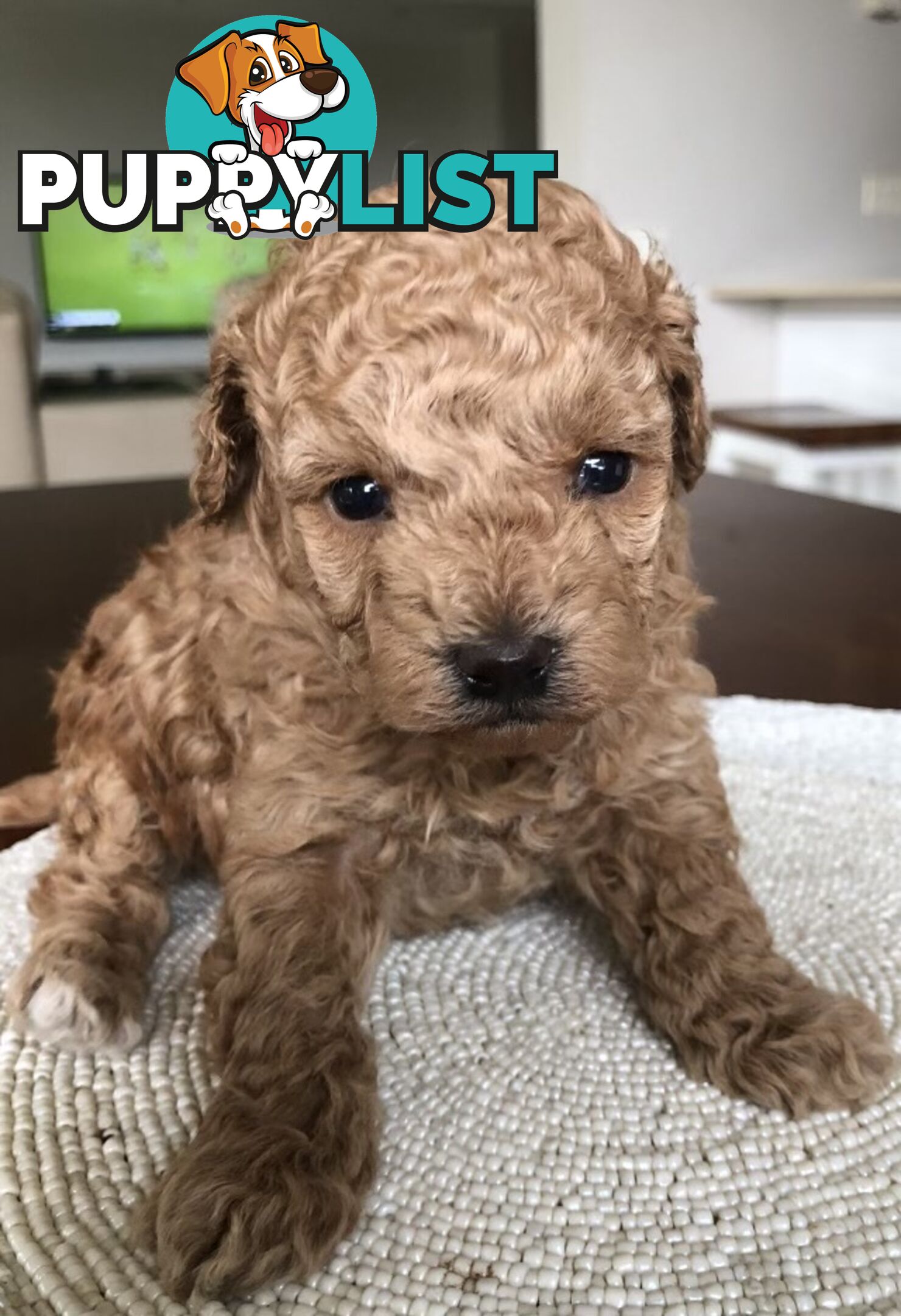 Toy Poodle Puppies