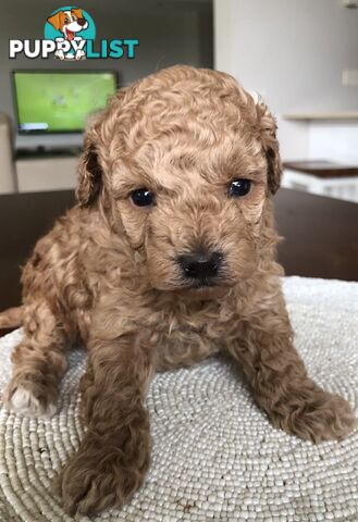 Toy Poodle Puppies