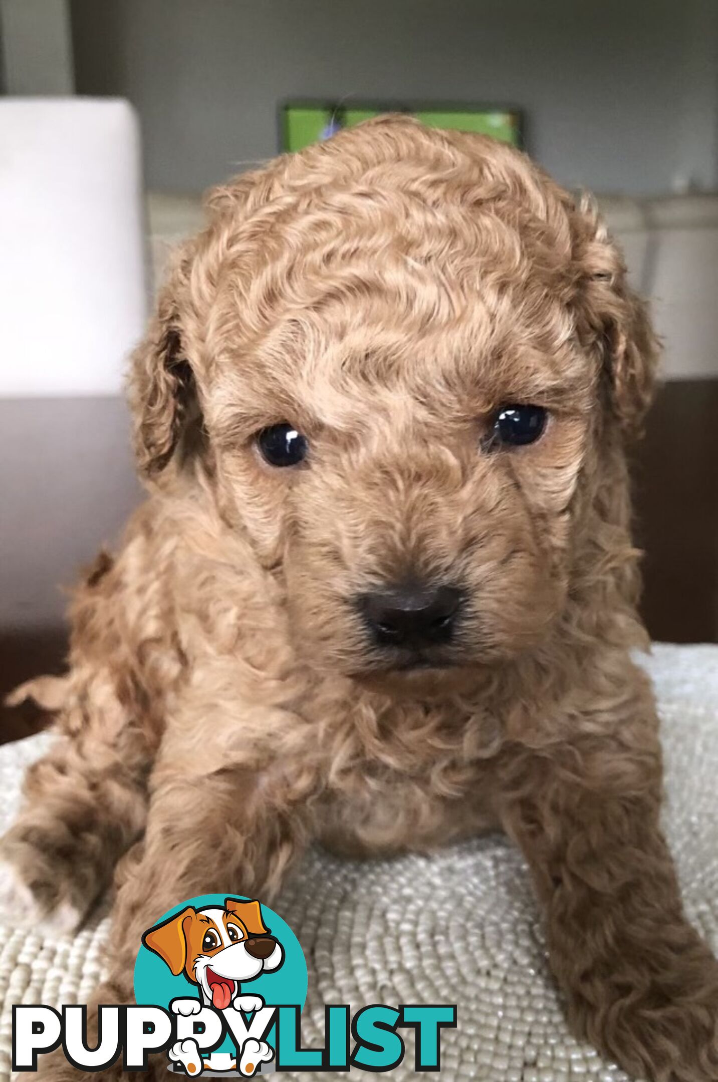 Toy Poodle Puppies