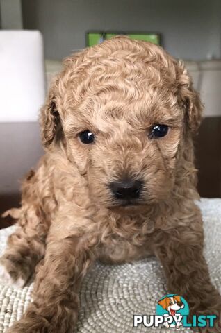 Toy Poodle Puppies