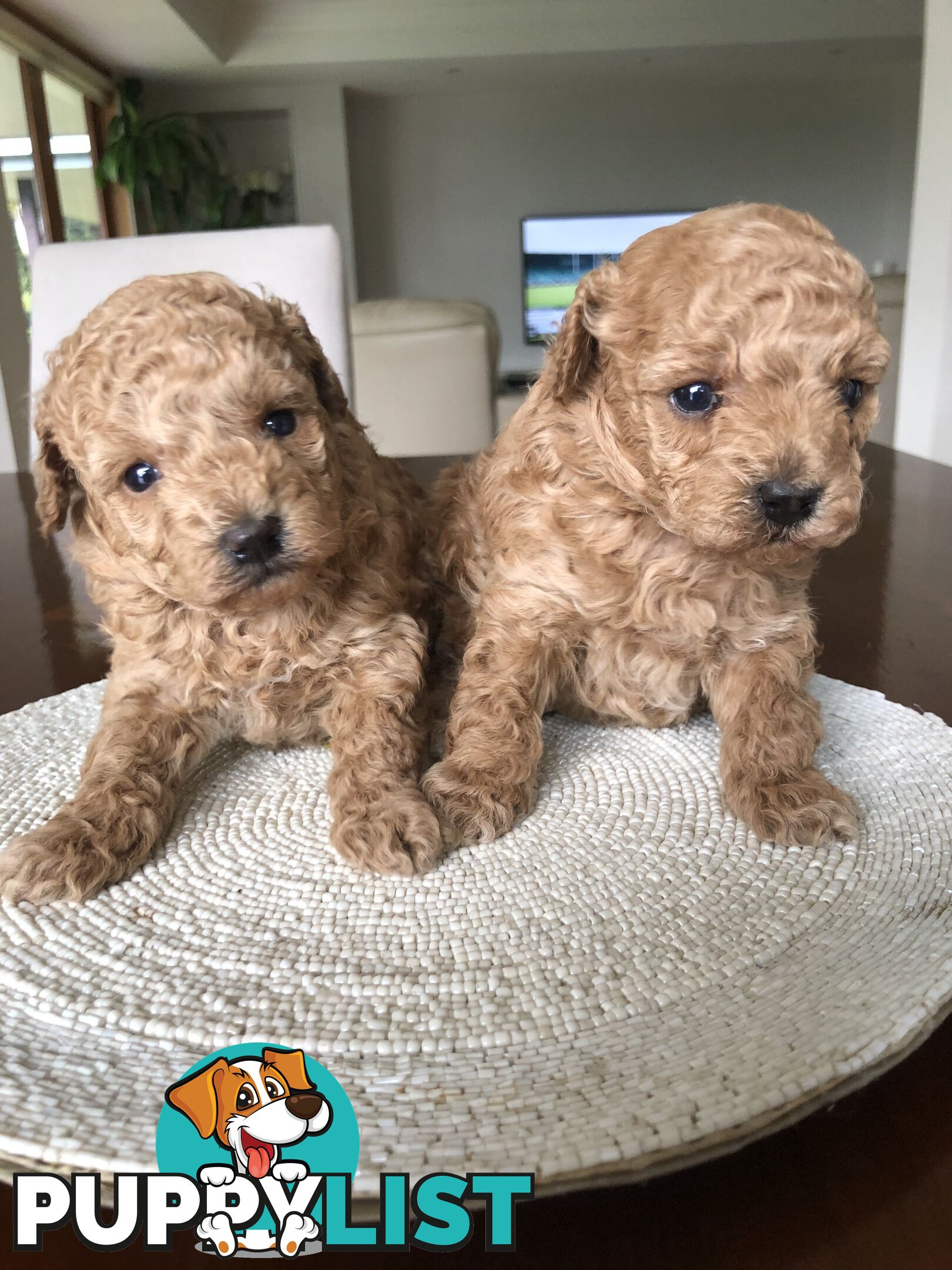 Toy Poodle Puppies