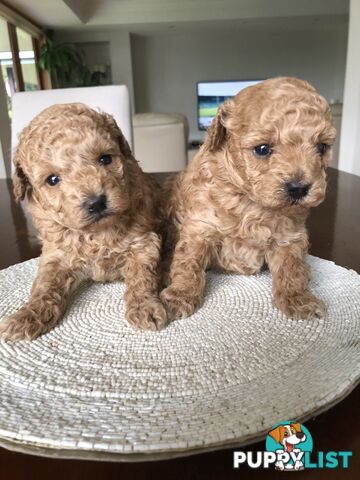 Toy Poodle Puppies