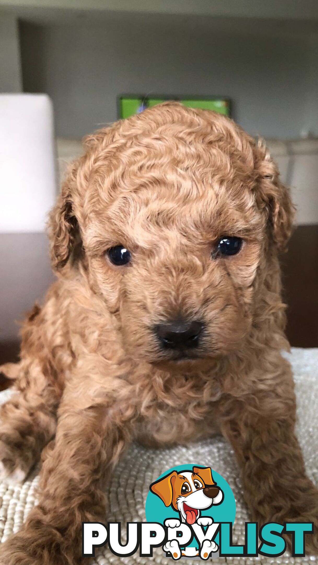 Toy Poodle Puppies