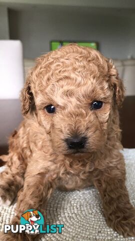 Toy Poodle Puppies