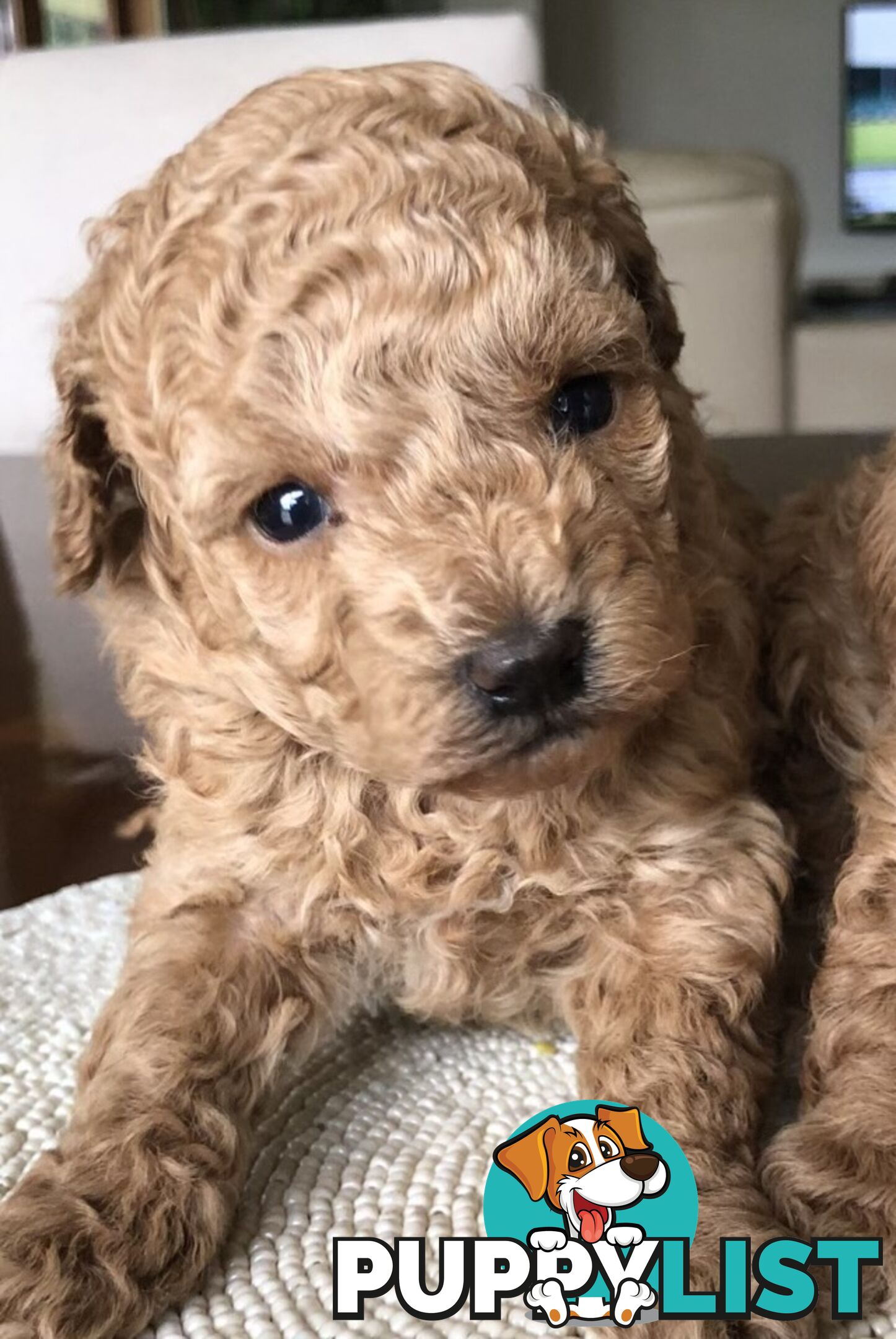 Toy Poodle Puppies